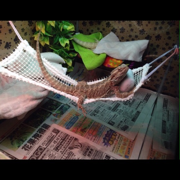 BEARDED DRAGON ATTACHABLE RESTING HAMMOCKS - Picture 3 of 4